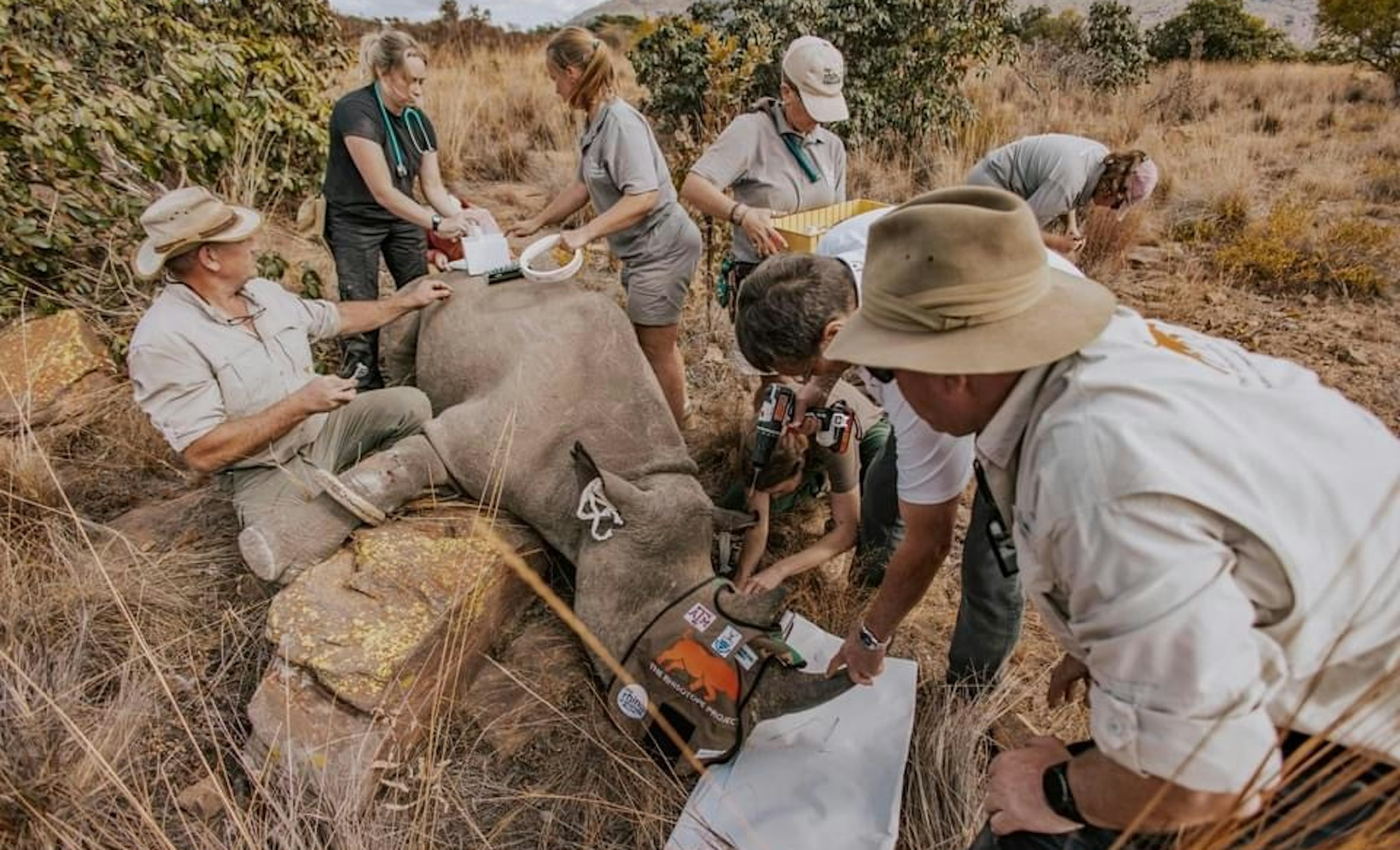 Rhisotope rhino conservation listing