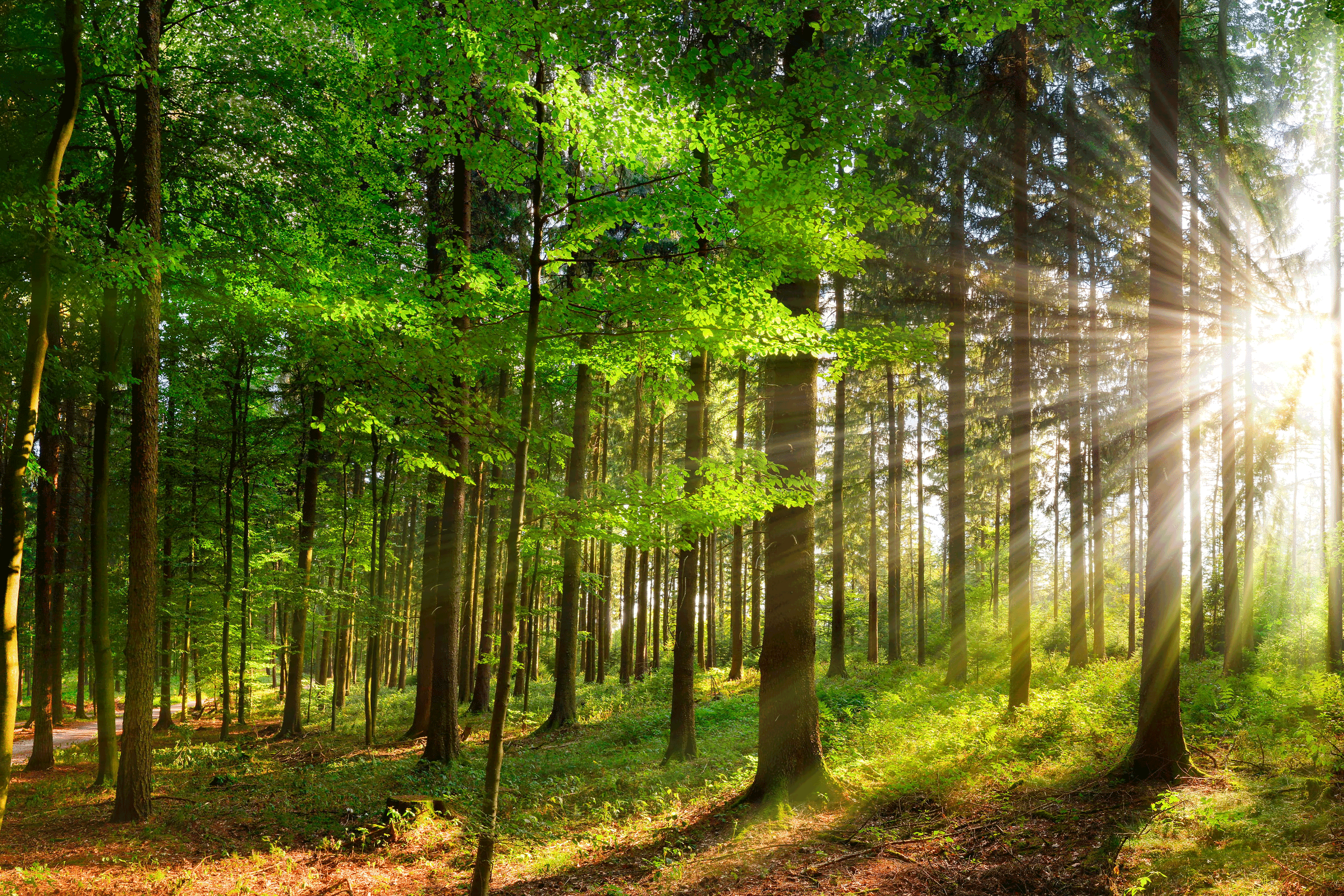Trees in the woods with sun on path